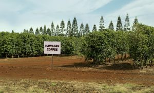 Tour a Coffee Farm