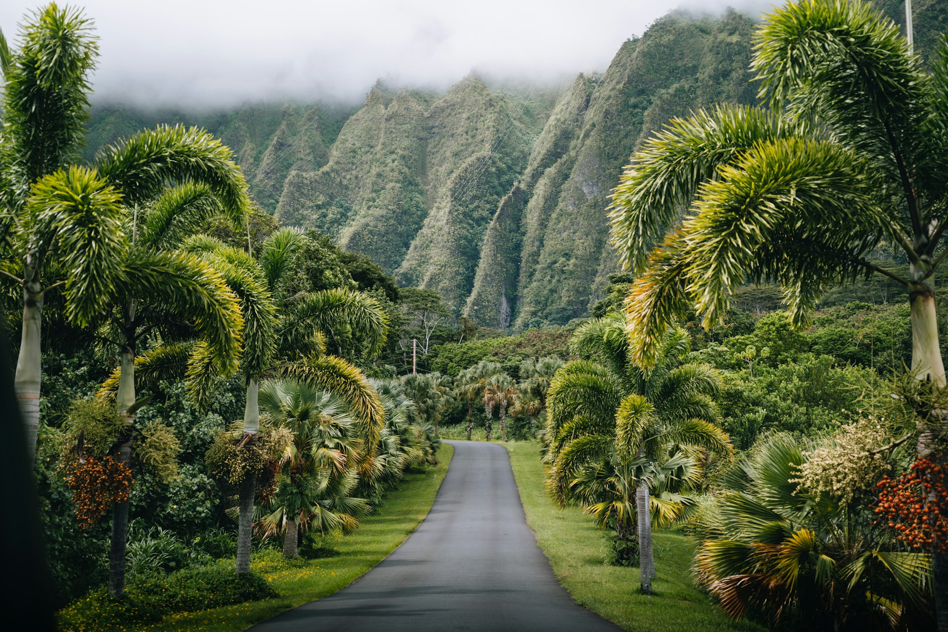 A road running toward mountains between trees.